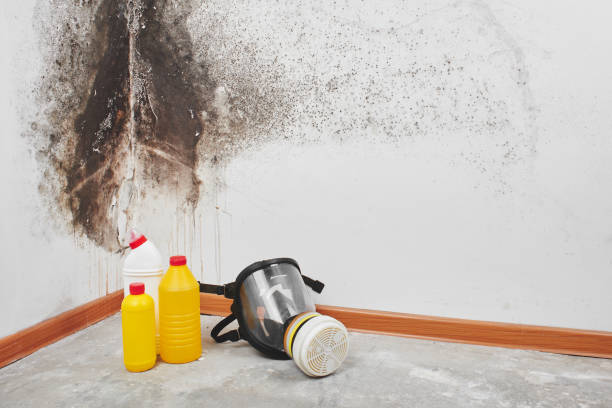 Best Insurance-Related Mold Remediation in Mendenhall, MS