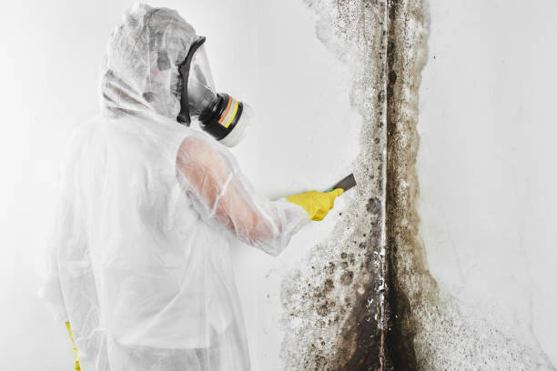 Best White Mold Remediation in Mendenhall, MS