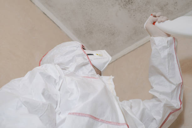 Best Black Mold Remediation in Mendenhall, MS