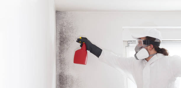 Best Post-Flood Mold Remediation in Mendenhall, MS